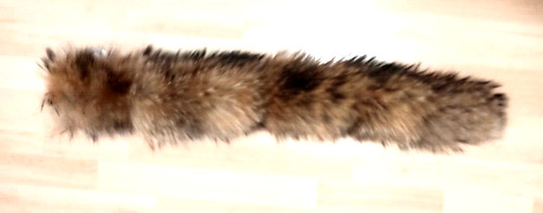 102 natur waschbär kragen - natur,