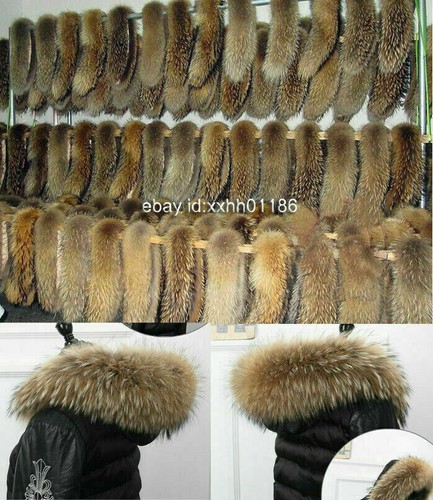Natur waschbär kragen - waschbär,